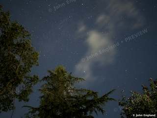 Summer Stars over the Pines – Stars over the pines on a summer night, Shasta Lake, CA.