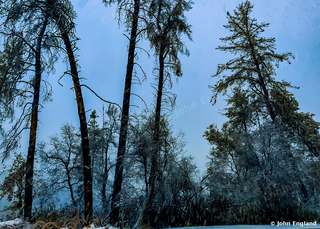 Snow-Dusted Pines – Snow-dusted pines on Keswick Dam Road, Redding, CA, Nov 26, 2019.