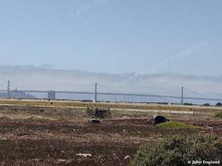 Bay Bridge Above the Marine Layer, from Alameda Point – The Bay Bridge above a low marine layer, seen across Alameda Point. Jun 15, 2026. John England.